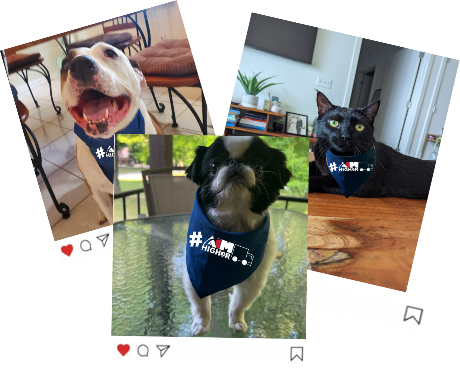 Aim employee pets wearing Aim swag.